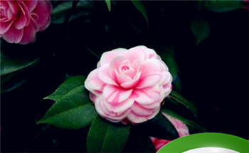 今天是母亲节吗?母亲节是多少号?插图