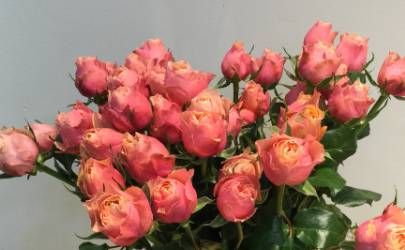 带桃花的八字好吗?八字带桃花沟通协调能力好插图 带桃花的八字好吗?八字带桃花沟通协调能力好插图