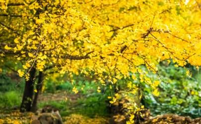 容易上当的女人面相分析插图 容易上当的女人面相分析插图