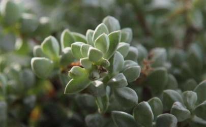 好命不过三两八钱!三两八钱女命生活幸福美满插图 好命不过三两八钱!三两八钱女命生活幸福美满插图