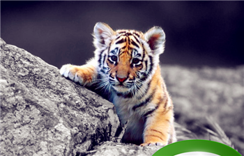 五行里哪种虎命运比较好(五行属虎的人是什么样的)插图